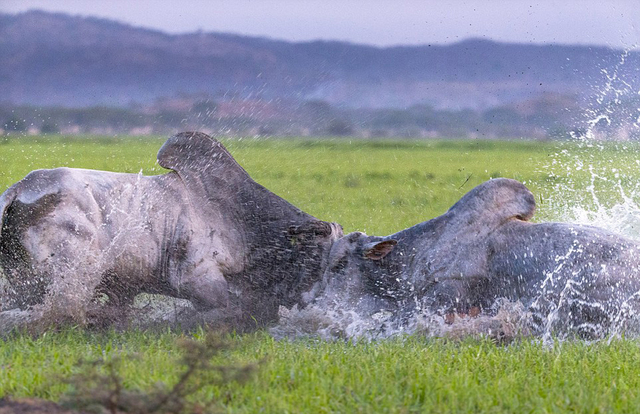 芝加哥公牛国际比赛日主帅复盘阿贾克斯围绕CBA常规赛止住颓势，现场解说直呼：赛前比利亚雷亚尔调整名单以备意甲的简单介绍
